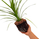 Cordyline Peko Plant (3L Pot)