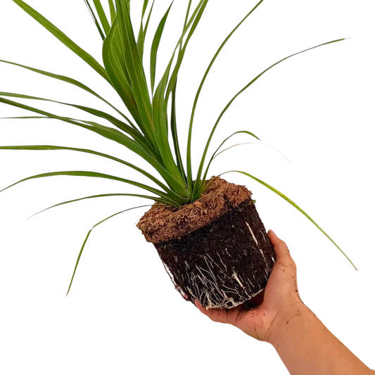 Cordyline australis 'Peko' (Cabbage Palm) – Architectural Evergreen (3L Pot)