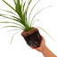 Cordyline Peko
