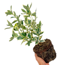 Euonymus President Gauthier Plant (2L Pot)