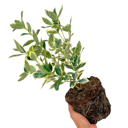 Euonymus 'President Gauthier' – Variegated Evergreen Shrub (2L Pot)