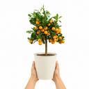 Calamondin Orange Tree 5Ltr, Indoor Citrus Tree, Pots