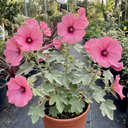 Lavatera Bredon Springs Tree Mallow Plant (2L Pot)