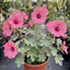 1 Lavatera Bredon Springs Tree Mallow, Hardy Pink Flowering Perennial Garden Shrub, 2L Root Ball