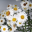 1 Large Aster Plant - Alpha White, Ready to Plant in Your Garden, 2L