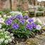 Set of 3 or 6 Trailing Verbena Blue Eye Plants, Summer Flowering Hanging Basket Ready, Outdoor Garden Ready, 10.5cm Root-Ball