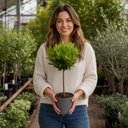 3L Bay Tree 60-70cm, Culinary Evergreen, Nursery Pots