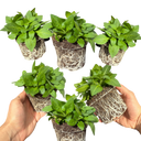 Petunia Surfinia Deep Red Plants (Set of 3 or 6)