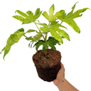 Fatsia Camouflage Plant