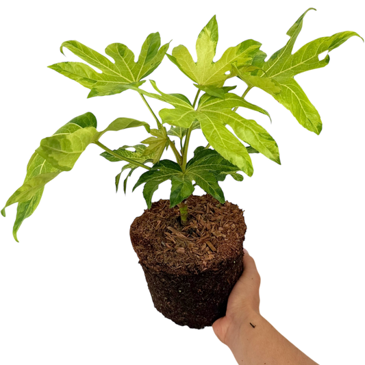 Fatsia japonica 'Camouflage' – Variegated Japanese Aralia (3L Pot)