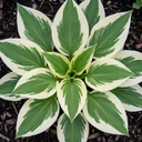 Hosta Tears from Heaven, 3 Litre Pots, Garden Ready