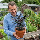 Zimbabwe Black Plants (Set of 3 or 6)