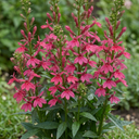 Lobelia Starship Deep Rose Upright Plants (Set of 3 or 6)