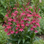 Set of 3 or 6 Lobelia Starship Deep Rose Upright Hardy Perennial Plants, Summer Garden Ready, 1 Litre Root Ball