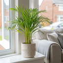 Areca Palm Plants