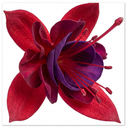 Fuchsia Tom Thumb Plants