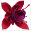 1 Fuchsia Tom Thumb Hardy Perennial Flowering Plant, Outdoor Garden Ready, 3 Litre Root-Ball