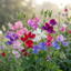 Set of 3 or 6 Large, Garden Ready Plants - Sweet Pea Growers Colour Mix, 10.5 cm