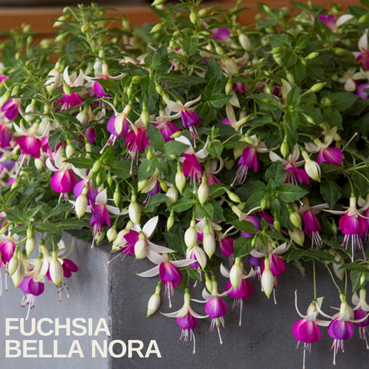 Fuchsia trailing over a grey planter with white sepals and violet corollas, caption text overlaid