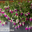 Set of 3 or 6 Large, Outdoor Garden Ready Plants - Fuchsia Bella Nora (White & Violet)