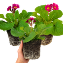Polyanthus Stella Cherryade Plants (Set of 3 or 6)
