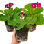 Set of 3 or 6 Large Plants - Polyanthus Stella Cherryade, Ready to Plant in Your Garden, 1L
