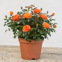 3Ltr Orange Patio Rose Plant, Hardy Bush, Nursery Pots
