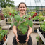 1 Raspberry Glem Ample Summer Fruiting Plant, Hardy Fruit Bush, Garden Ready, 17cm Root-Ball