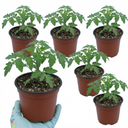 Tomato Cherry Falls Variety Plants (Set of 3 or 6)