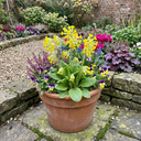 Primula Veris Yellow Cowslip Primrose Plants (Set of 3 or 6)