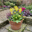 Set of 3 or 6 Primula Veris Yellow Cowslip Primrose Plants, Hardy Perennial, Spring Flowering, Outdoor Garden Ready, 1 Litre Root-Ball