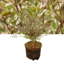 Lophomyrtus ‘Magic Dragon’ Plant