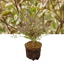 Lophomyrtus Magic Dragon