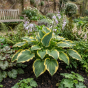 Atlantis Plantain Lily Plants (Set of 3 or 6)