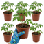 Set of 3 or 6 Premium Grafted Stargold Cherry Tomato Plants, Sweet Golden Fruit, Outdoor Garden Ready, 1L Root Ball