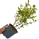 Ligustrum Aureum Plant (2L Pot)
