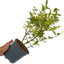 Ligustrum Aureum