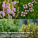 Thyme Growers Choice Mix Plants (Set of 3 or 6)