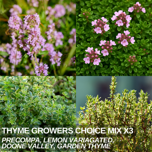 Four-panel photo of thyme varieties in flower, mauve and pink blooms above green and variegated leaves