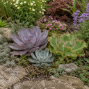 3 Echeveria Succulent Plants, 9cm Pots, Assorted Mix