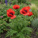 Oriental Papaver Red Rumble Plant (3L Pot)