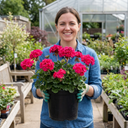 Geranium Calliope Deep Rose Plant (5L Pot)