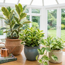 3 Variegated Collection Plants