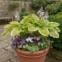 Atlantis Plantain Lily Plants (Set of 3 or 6)