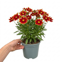 Coreopsis Solar Jewel Live Perennial Plants