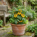 Tomato Lemon Sherbet Plants (Set of 3 or 6)