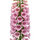 Digitalis Hanabee Pink Foxglove Plants