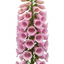 1 Digitalis Hanabee Pink Foxglove Plant, Hardy Perennial for Cottage Garden, 2Ltr Root Ball