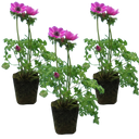 Anemone ‘Harmony Orchid’ Plants (Set of 3 or 6)