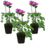Set of 3 or 6 Garden Ready Plants – Anemone ‘Harmony Orchid’, Ready to Plant in Your Garden